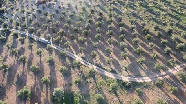 Coche con remolque atraviesa un campo de olivos. Olivar. Mediterr&aacute;neo.
