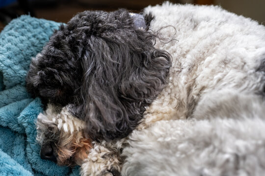 Black and white cockapoo curled up on her blue blanket.