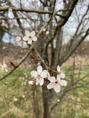 Fleurs blanches en début de printemps