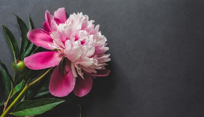 beautiful pink peony flower on a black background flat lay copy space moody floral