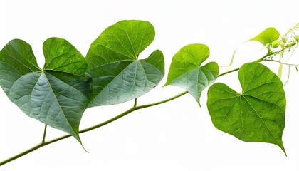 wild morning glory leaves jungle vines isolated on white background clipping path included