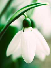 white lily of the valley