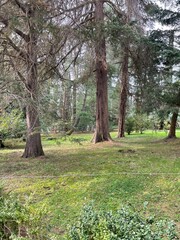 tree in the park