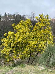 Naklejka premium trees in the park