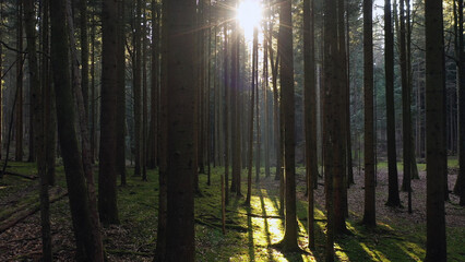 Sun between conifer trees inside mossy forest.