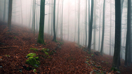 Magic foggy beech forest trees with path.