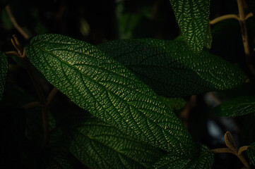 Close up view of textured green leaf