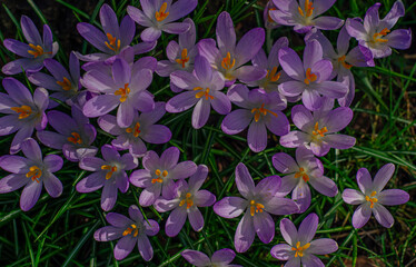 Crocuses bloom in early spring