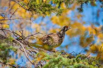 Curious grouse
