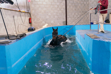 A horse undergoes a guided exercise in a hydrotherapy pool during a rehabilitation session.