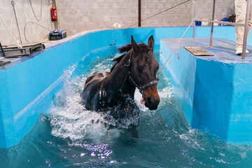 A horse strides through water during an active hydrotherapy rehabilitation session.
