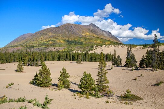Carcross Desert