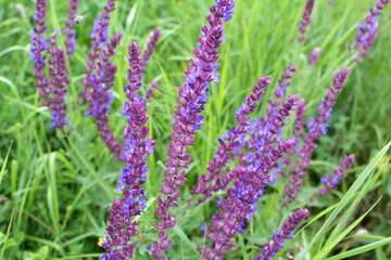 Sage (salvia nemorosa) grows in the wild