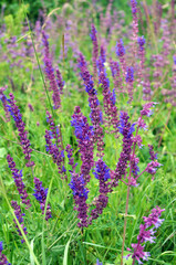 Sage (salvia nemorosa) grows in the wild