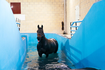 A black horse steps out of a rehabilitation pool, concluding its aquatic muscle therapy session.