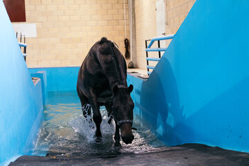 Horse exiting a hydrotherapy pool after a muscle-strengthening rehabilitation session at a...