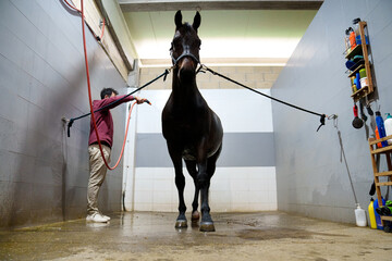 Person hosing down a horse in a wash stall