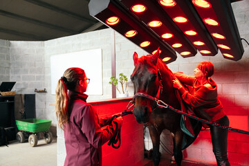 Horse receiving a heat treatment under infrared lamps at a rehabilitation center, assisted by a...