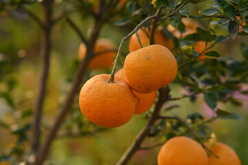 oranges on tree