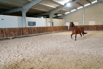 A beautiful bay horse enjoys the freedom of galloping in an indoor sandy arena of a stable,...