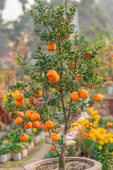 orange tree with oranges