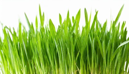Fototapeta na wymiar green grass isolated on white