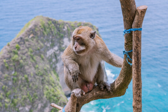 Monkey on the tree. Animals in the wild. Close up photo with blurry blue Kelingking Beach as background, Nusa Penida, Bali, Indonesia.