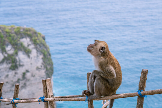 Monkey on the fence looks up. Animals in the wild. Close up side photo with blurry blue Kelingking Beach as background, Nusa Penida, Bali, Indonesia.