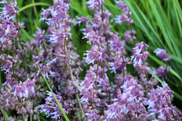 In nature, the blooms Salvia verticillata