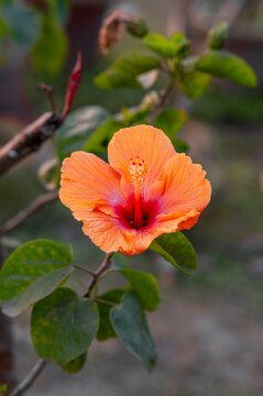 A single photo of a red hibiscus flower in the garden
