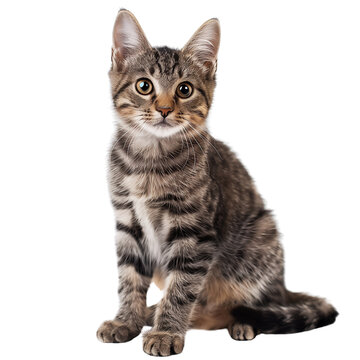 Photograph of a Tabby Gray Cat, Transparent PNG of a Tabby Cat with gray fur, cat, kitten, beautiful cat