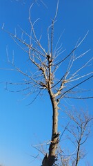 Dead tree branches against the blue sky in winter. Natural background.