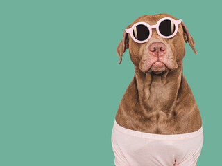 Cute brown puppy and sunglasses. Travel preparation and planning. Close-up, indoors. Studio photo,...