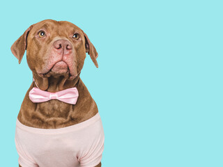 Cute brown puppy and bow tie. Close-up, indoors. Studio shot. Congratulations for family, relatives, loved ones, friends and colleagues. Pets care concept