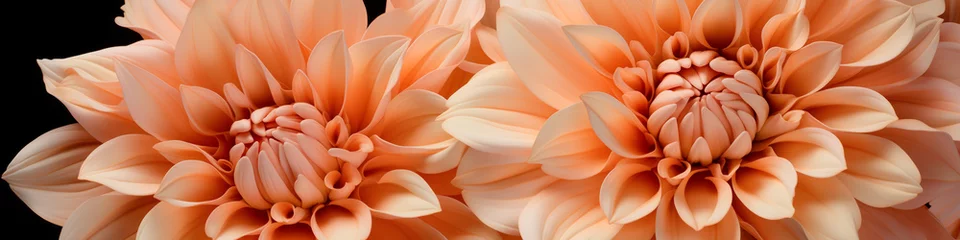 Badkamer foto achterwand Close-up of apricot dahlia flowers.  Natural beauty and botanical concept. Background image for a beauty product, Greeting cards for birthdays. Banner with copy space. © NeuroCake