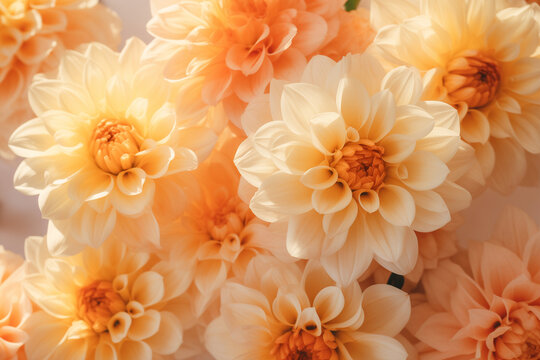 Close-up of apricot dahlia flowers against a warm background.  Natural beauty and botanical concept. Background image for a beauty product, Greeting cards for birthdays. Banner with copy space.