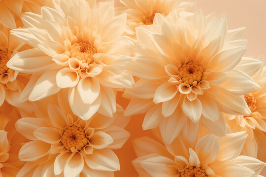 Close-up of apricot dahlia flowers against a warm background.  Natural beauty and botanical concept. Background image for a beauty product, Greeting cards for birthdays. Banner with copy space.