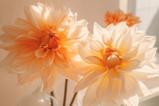 Close-up of apricot dahlia flowers in vase.  Natural beauty and botanical concept. Background image for a beauty product, Greeting cards for birthdays. Banner with copy space.