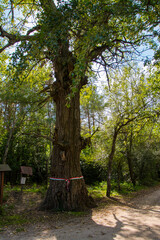 Fototapeta premium The old tree of Rozsa Sandor in Asotthalom