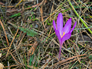 Purple flower of Crocus in Asotthalom