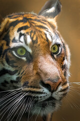 Majestic Tiger’s Intense Gaze: A Close-Up Portrait