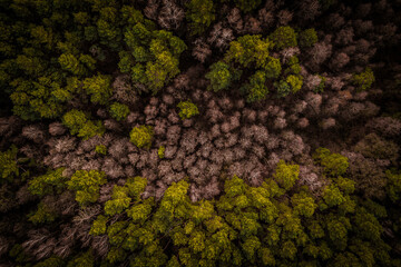 Las mieszany bez liści z drona - obrazy, fototapety, plakaty
