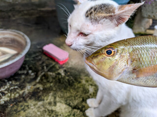 Raw fish and a cat