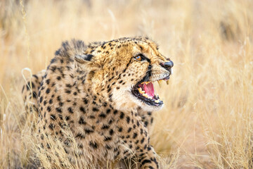 Portrait of the angry grinning cheetah with an open mouth, close profile view.