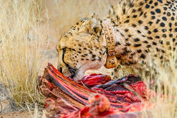 Cheetah (Acinonyx jubatus) with tracking collar eating  zebra meat. Solitaire ranch in Namibia, where injured predators are living in captivity.
