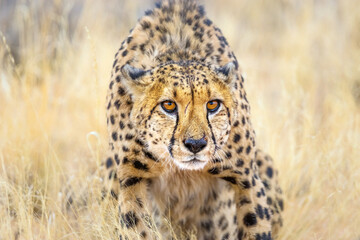 Portrait of a wickedly wary cheetah with its ears pinned back