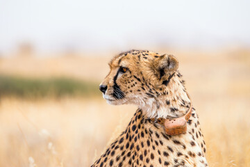 Profile view of the adult cheetah (Acinonyx jubatus) with a tracking collar. Solitaire ranch in Namibia, Africa.