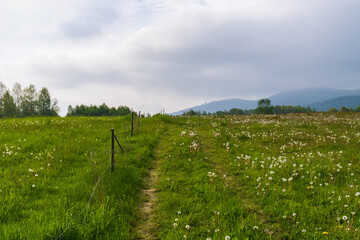 Obraz premium Beautiful nature. rural road among a field with green, lush grass, fluffy dandelions, flowers. There is a mountain landscape on the horizon. Green grass, trees and flowers