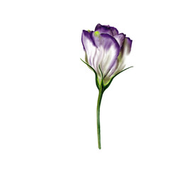 Bud of eustoma or lisianthus. White and purple. stem green