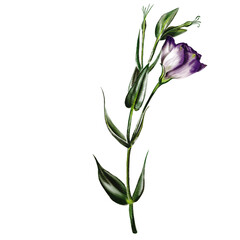 Eustoma or lisianthus. Branch with one flower and two buds. The flower is purple and white.